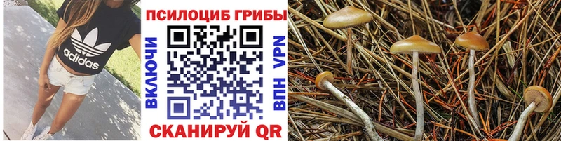 где продают   Мичуринск  Псилоцибиновые грибы ЛСД 